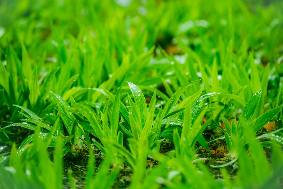Gazon détrempé et lousy après les pluies, terrain souple attendu à Saint-Cloud